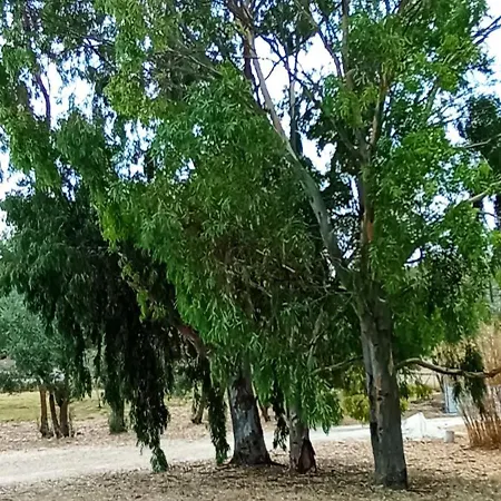 Il Giardino Del Sole Florinas